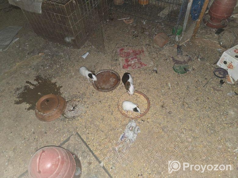 Guinea pig 12 pis