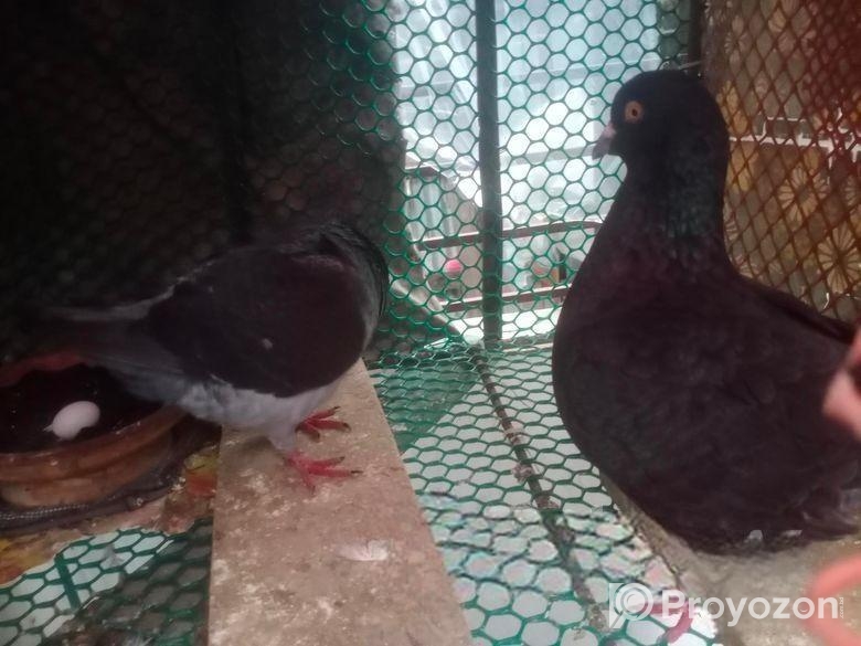 কিং কবুতর
