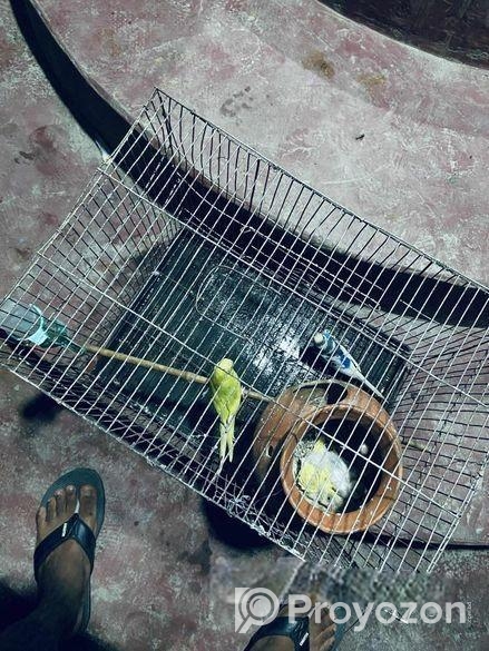 ফুল সেটআপসহ পাখি