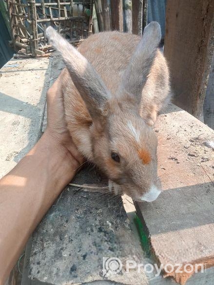 খরগোশ