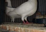 kObutar