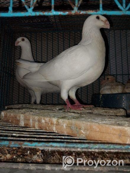 kObutar