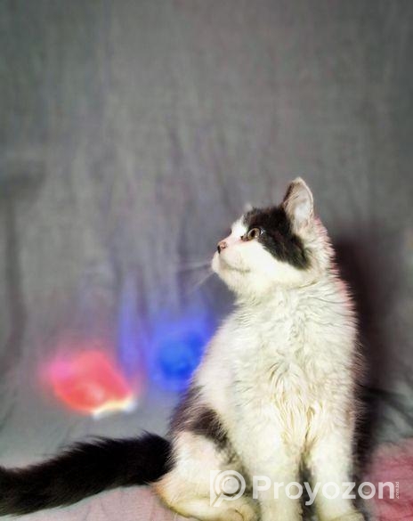 Persian Male Calico