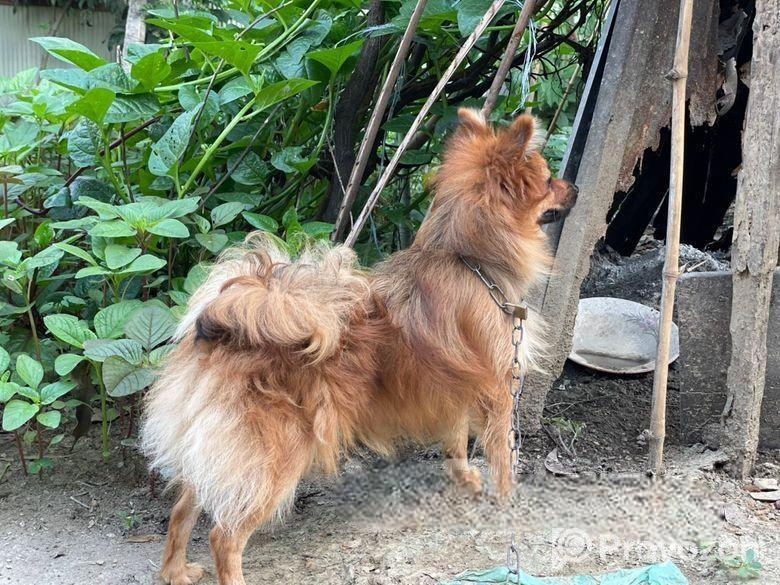 Dog For Sell