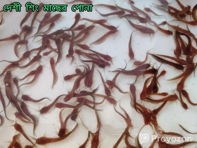 দেশি মাছের পোনা বিক্রি সারা বাংলাদেশে