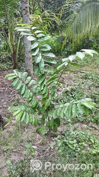 করসল ঔষধি গাছ