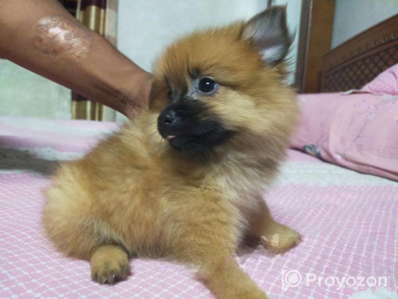 DOG SELL