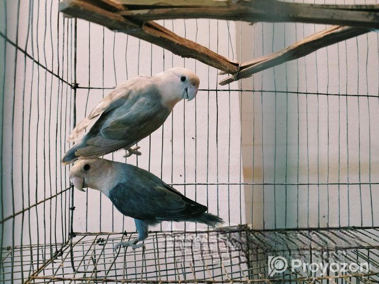ভায়োলেট ব্লু অপালাইন লাভ বার্ড