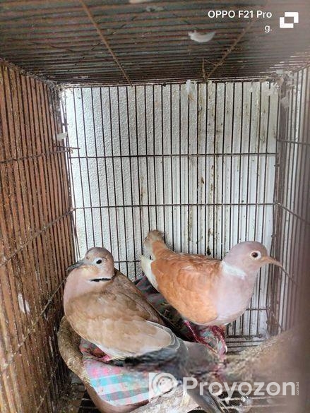 Bird For Sell