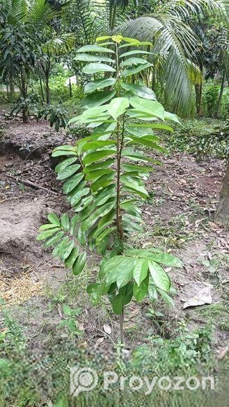 করসল ঔষধি গাছ