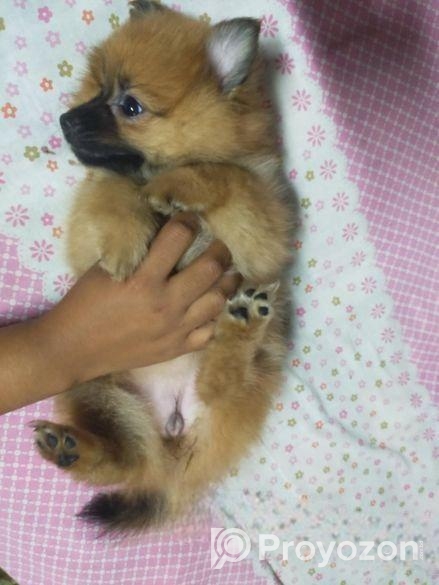 DOG SELL