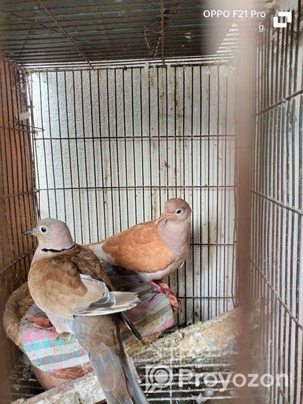 Bird For Sell