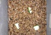 বিটল পোকা | Bitol Puka Beetle Mealworm