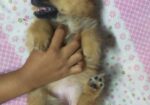 DOG SELL