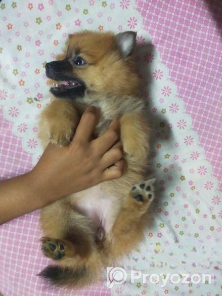 DOG SELL