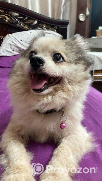 Pomeranian Dog