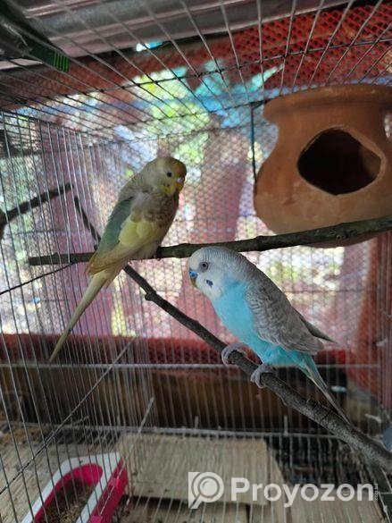 Bazrigur Pakhi Sell