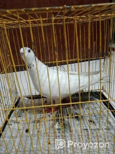 লুটিনো বাজ্রিগার নিউ এডাল্ট