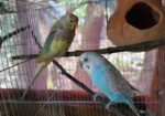 Bazrigur Pakhi Breeding Pair
