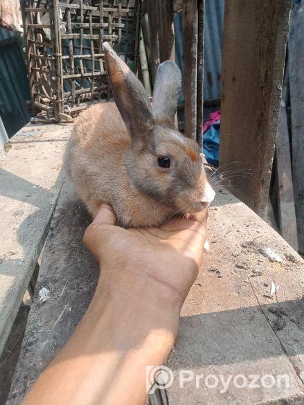 খরগোশ