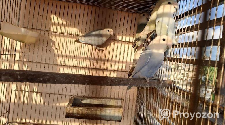 Love Bird