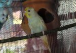 Bazrigur Pakhi Breeding Pair