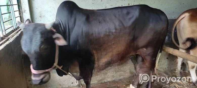 আমার পালিত গরু বিক্রি হবে