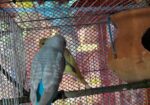 Bazrigur Pakhi Breeding Pair