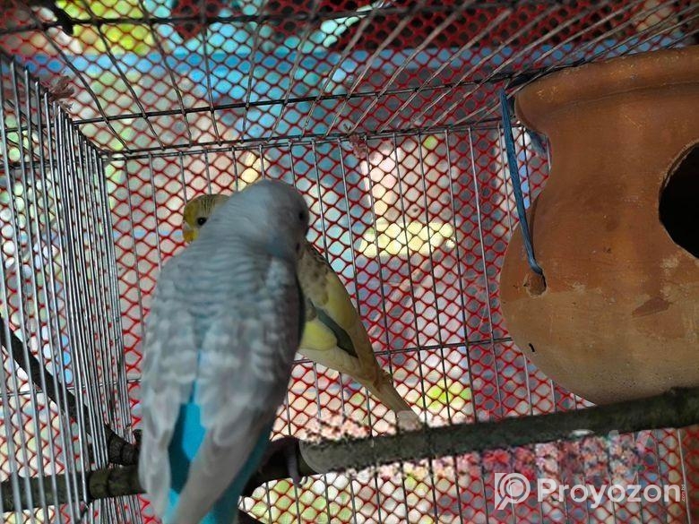 Bazrigur Pakhi Breeding Pair