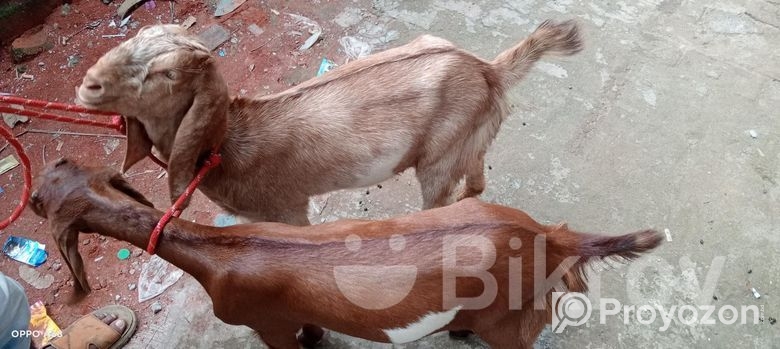 ছাগল বিক্রি হবে