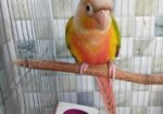 Pineapple Counur