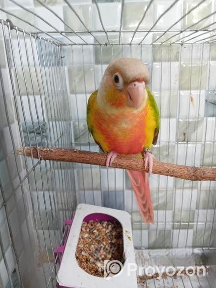 Pineapple Counur