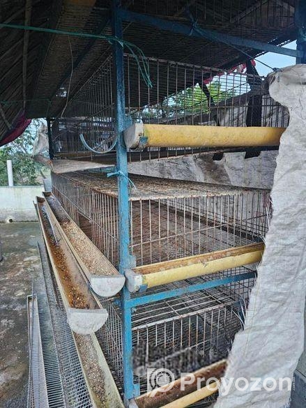 Koel Pakhir Khacha 500 Pics Er