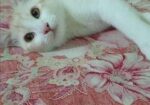 Cat sell Post
