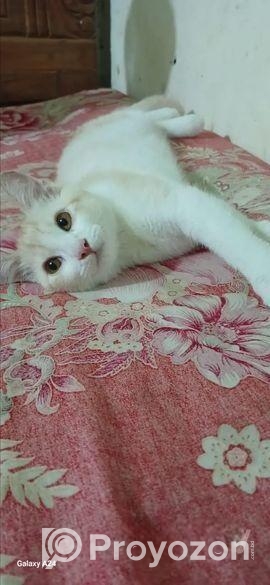 Cat sell Post