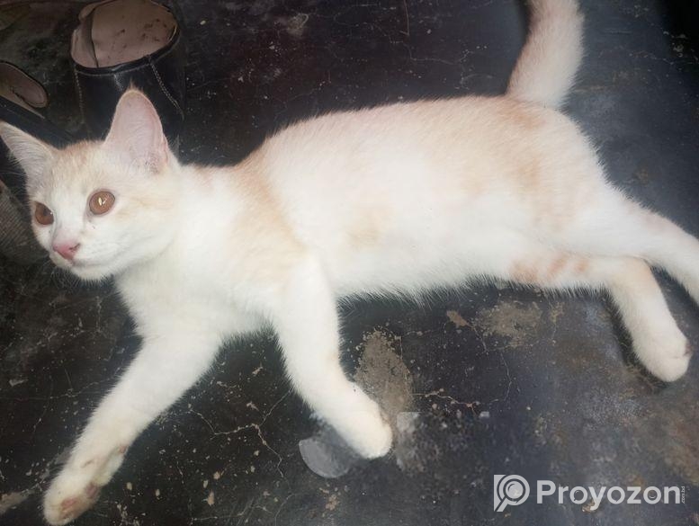 Cat sell Post