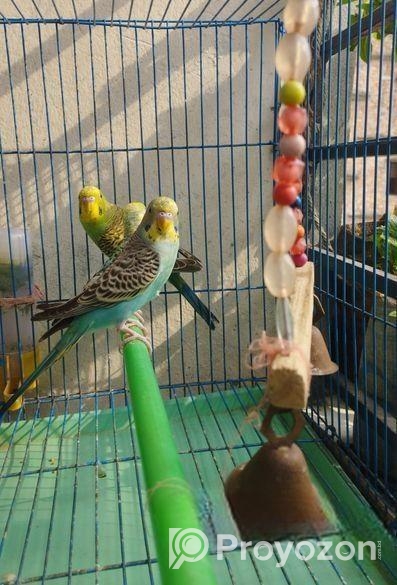 Budgie Bird