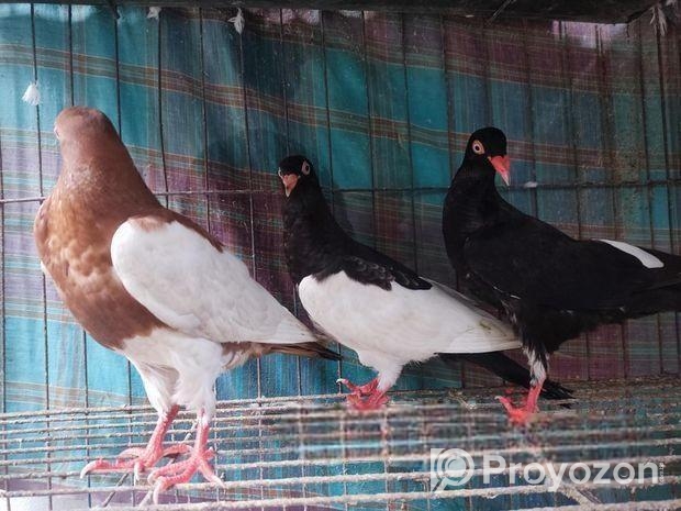 Magpie Pigeon