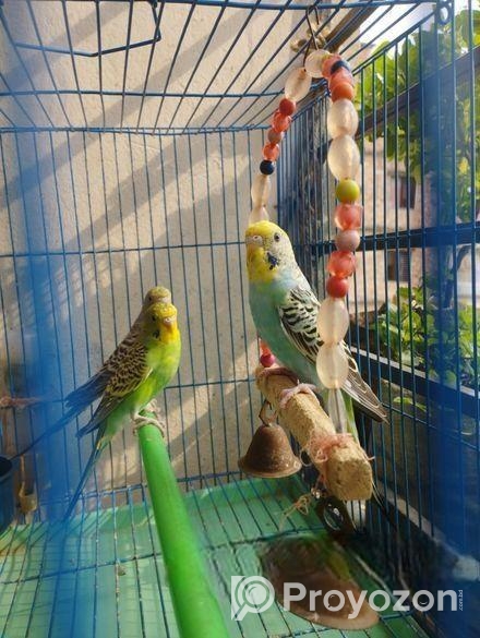 Budgie Bird