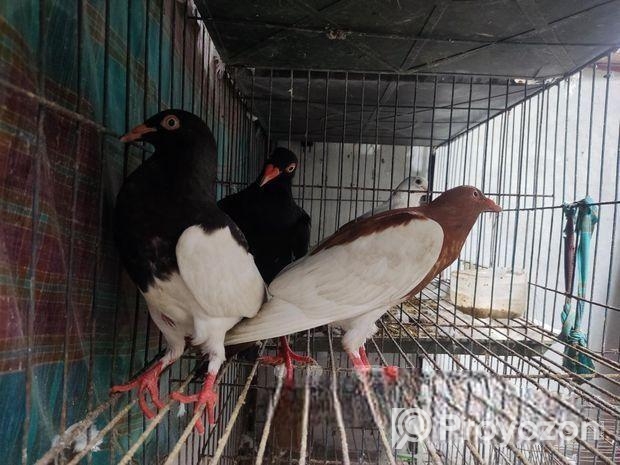 Magpie Pigeon