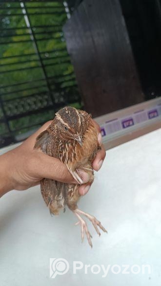 বড় ছেলে কোয়েল পাখি