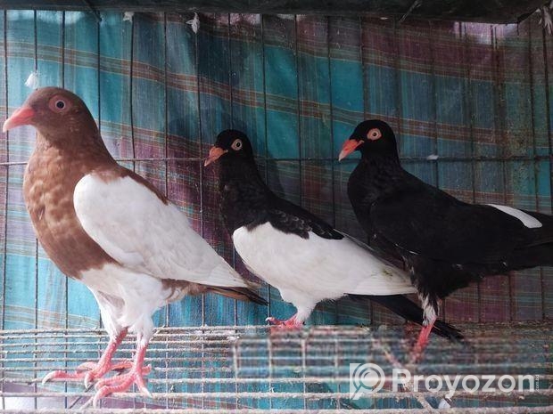 Magpie Pigeon