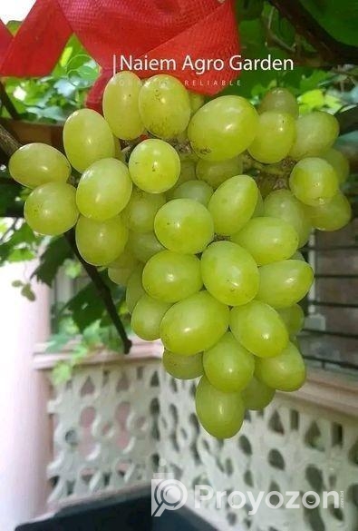 মিষ্টি আঙুর চারা