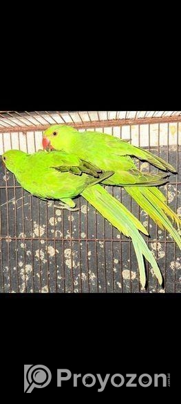 রিংনেক বেবি বিক্রি হবে