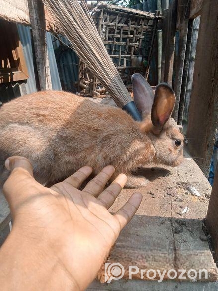 খরগোশ