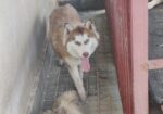 Pure Husky
