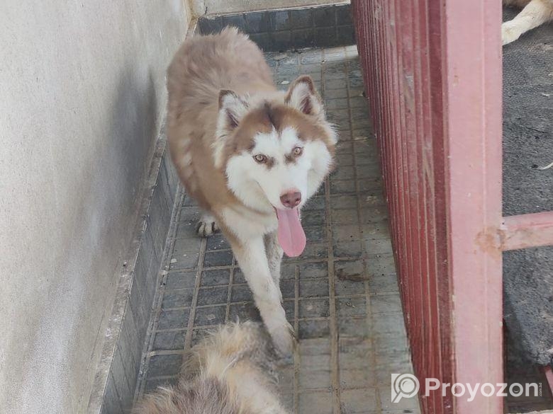 Pure Husky
