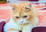 Persian Cat