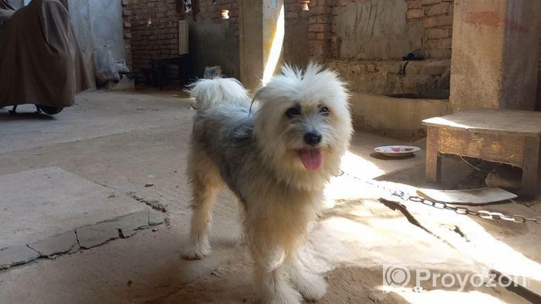 Tibetan Terrier