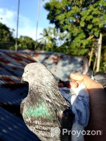 পাংকি কবুতর বিক্রয় করব